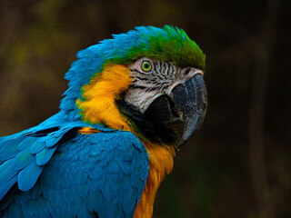 The magnificent colors of the Macaw