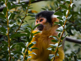 Moment of life Saïmiri Sigean, France