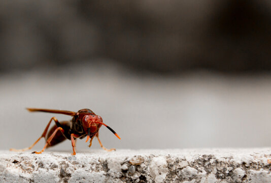 Marimbondo-caboclo pousado sobre uma superf&iacute;cie de concreto. S&atilde;o Paulo, Brasil. 