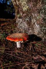 Cogumelo vermelho