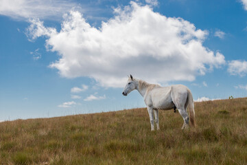 Obraz na płótnie Canvas Cavalo branco, céu azul na Montanha