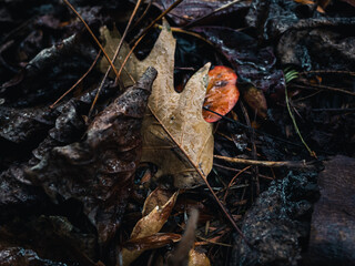 autumn leaves on the ground