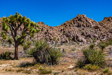 Joshua Tree National Park in Springtime