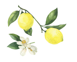 Lemon branch with flowers hand drawn watercolor illustration. Isolated on white