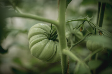 Big green tomato on a bush