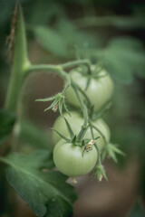 Three green tomatoes on a bush