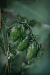 Green tomatoes grow on a bush