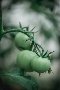 Three green tomatoes on a bush