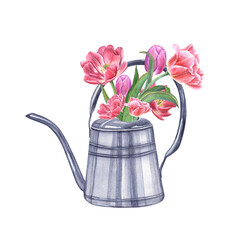 Bouquet of pink double tulips in steel watering can isolated on transparent background. Watercolor illustration for the design of postcards, booklets, flyers, labels, magazines, greetings © Masha_tolk_art