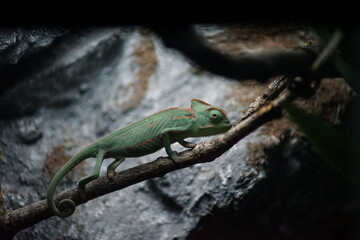 Naklejka na ściany i meble Chameleon on the tree brunch