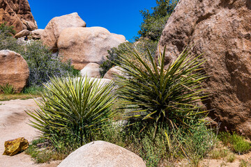 Joshua Tree National Park in Springtime