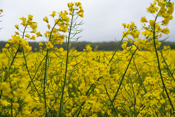 Obraz premium Yellow flowering rapeseed field in the countryside in spring