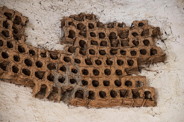 Detail of the nesting holes of an old pigeon house in France