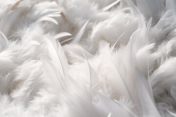 Closeup white feathers
