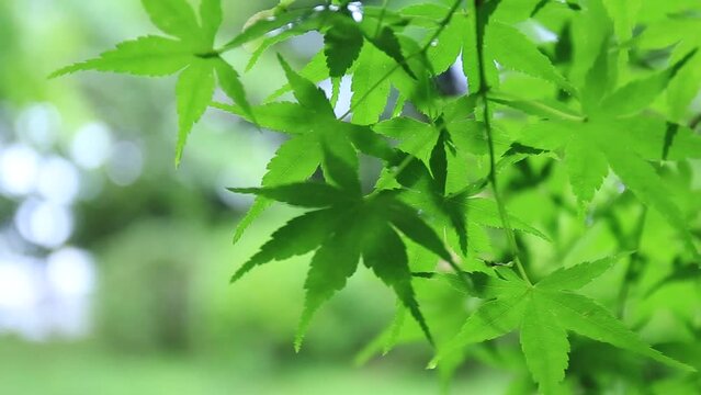 雨上がりに揺れる新緑が美しい紅葉の葉