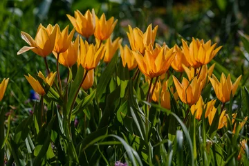 Fototapeten Yearly blooms Tulipa praestans Hoog sort Shogun. © Flower_Garden