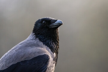 Hooded Crow close-up