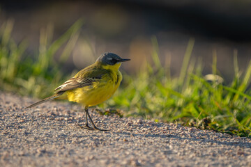 Yellow Wagtail