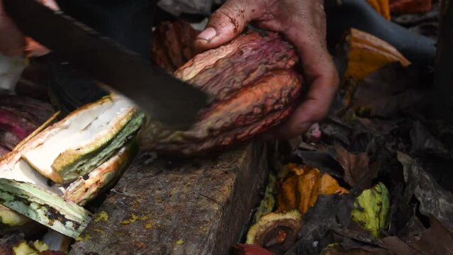 closeup opening cocoa pod with machete