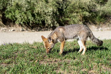 Zorro salvaje alimentándose