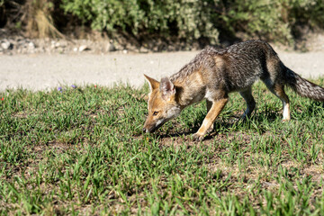 Zorro salvaje alimentándose