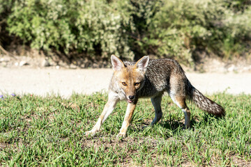 Zorro salvaje alimentándose