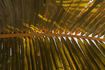 palm tree leaves