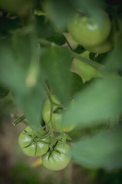 Several green tomatoes on a bush