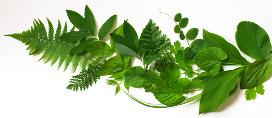 Leaves of spring plants, different shapes and shades of green. Background.