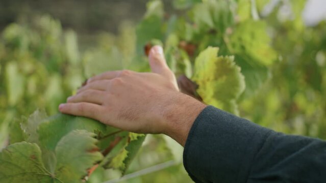Man hand touching grapevine yellow leaves walking grape plantation close up.