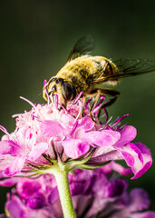 Bee on a pink flower