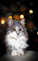 Cat poser for the holiday in the night