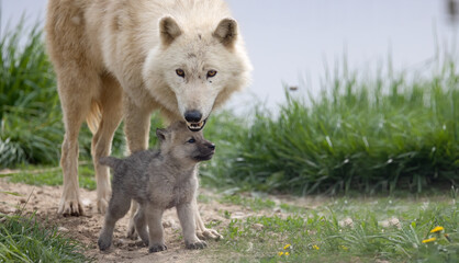 Obraz na płótnie Canvas Wolf and Pup, Guardian of the Pack: An Adult Wolf Keeps Watch Over Its Young Pup. Wildlife Photography. 