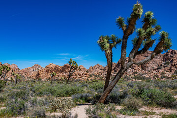 Joshua Tree National Park in Springtime