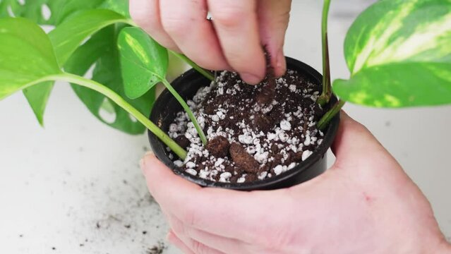 transplantation of houseplants. in the pot pour earth mixed with perlite. 