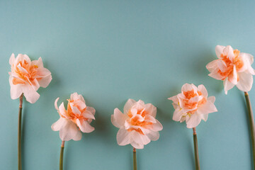 Tender Fresh spring beautiful narcissus border on blue background. Mother's day greeting card concept, copy space for text