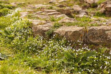 A dilapidated ancient foundation overgrown with small flowers