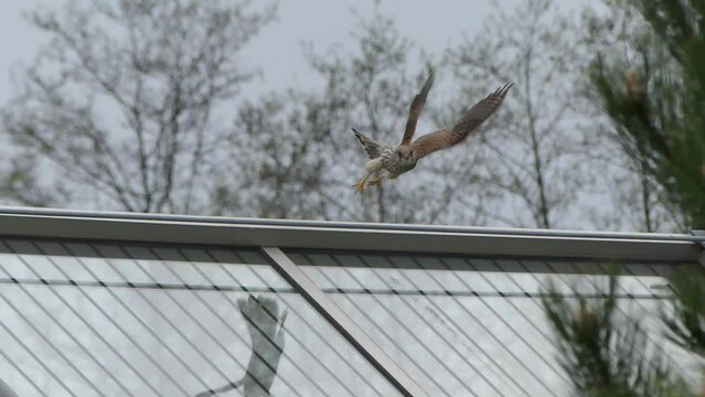 Bird European honey buzzard, Pernis apivorus sits on edge of transparent wall and takes flight in slow motion. Bird of prey Common pern sits on edge of transparent wall of noise barriers.