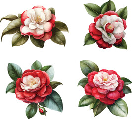 Camellia clipart, isolated vector illustration.