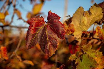 Naklejka na ściany i meble grape leaves red and yellow in autumn