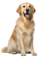 A golden retriever sitting  isolated on a transparent background PNG  Generative Ai