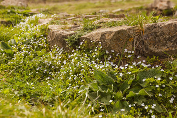 A dilapidated ancient foundation overgrown with small flowers