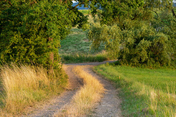 rural path and trees at sunset
