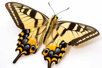 Fototapeta premium butterfly up close on a plain white background Generative AI