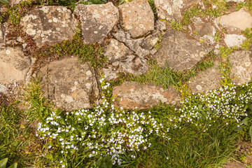 A dilapidated ancient foundation overgrown with small flowers