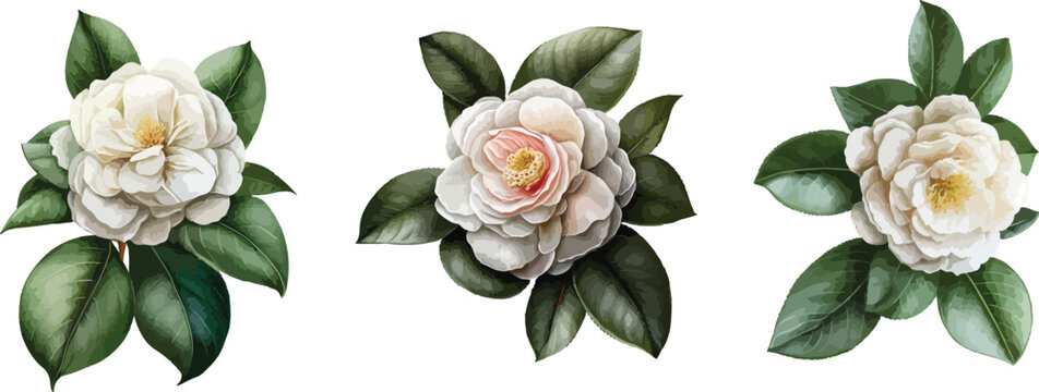 Camellia clipart, isolated vector illustration.