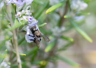 Mason bee pollinating a rosemary flower (Osmia lignaria on Salvia rosmarinus)