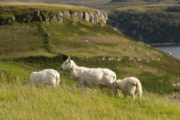 flock of sheep in the field eating and grazing