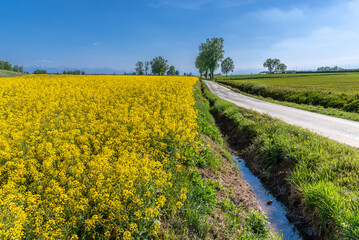 Fototapeta na wymiar Flowering yellow rapeseed field near country road with trees on the horizon against a blue sky, landscape in the Po Valley in the province of Cuneo, Italy