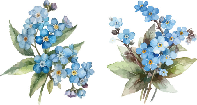 Blue Forget-me-not Flowers. Vector Illustration. Stock Vector -  Illustration of element, decorative: 54473783
